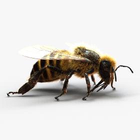 3D Honeybee (2) (FUR) 3D model